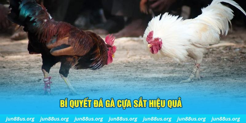 vietjack đá gà cựa dao