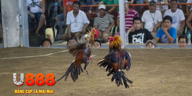 vietjack đăng nhập mậu binh online